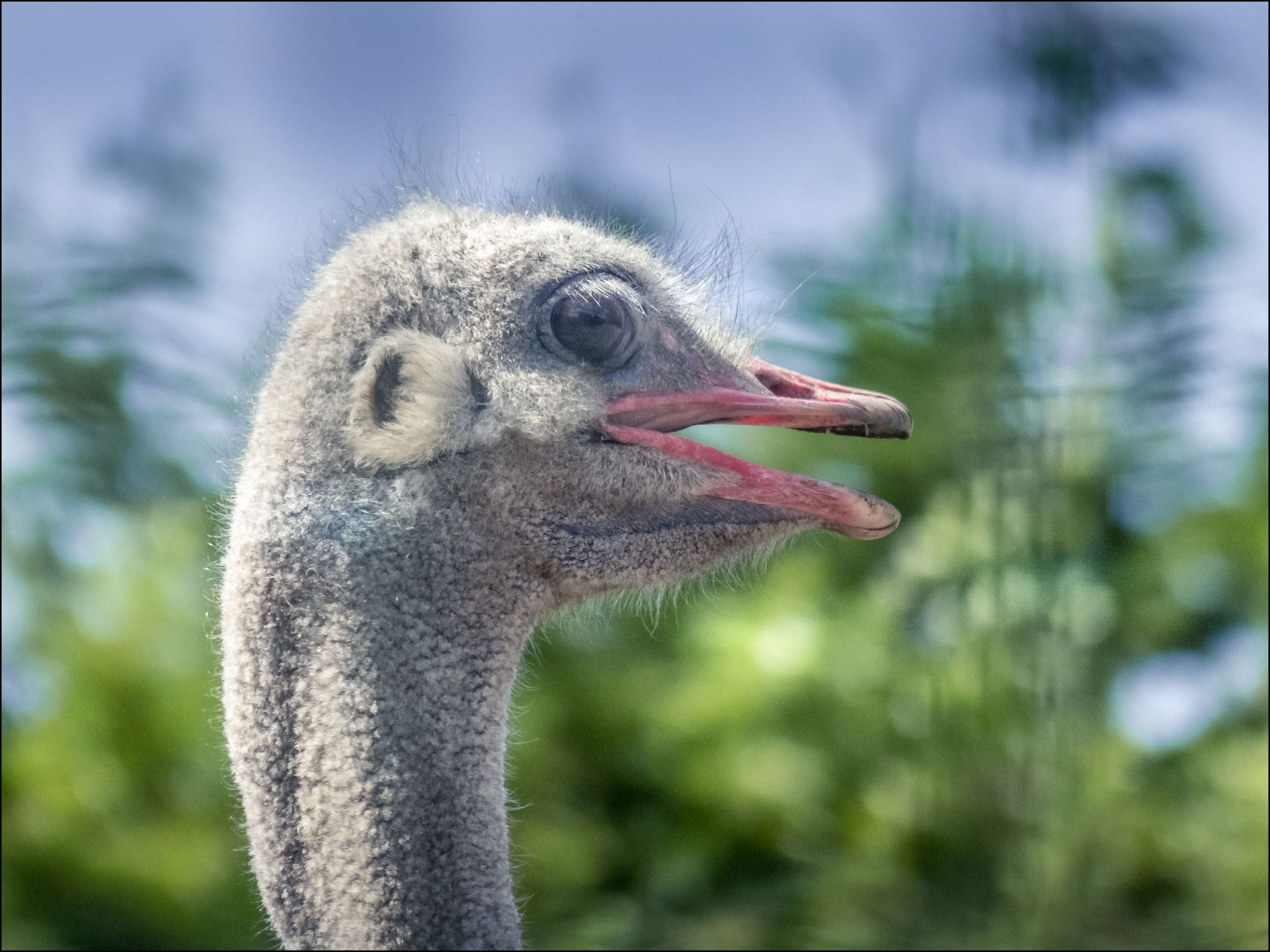 Le Camélus - ferme d'aventures et de découvertes