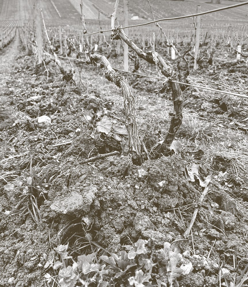 Champagne Régis Gerbaux