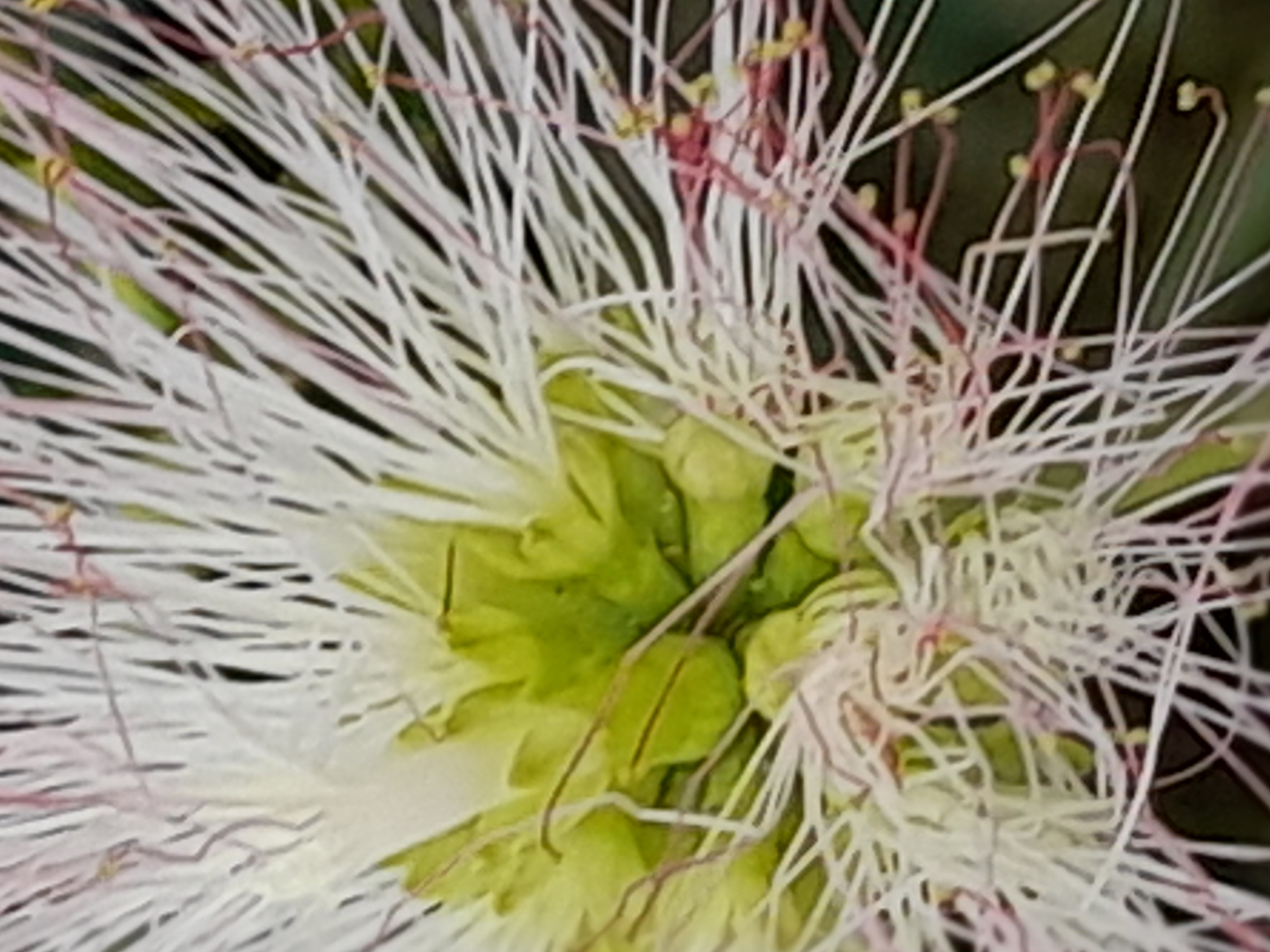 Stage Art floral réaliser un Kokedama