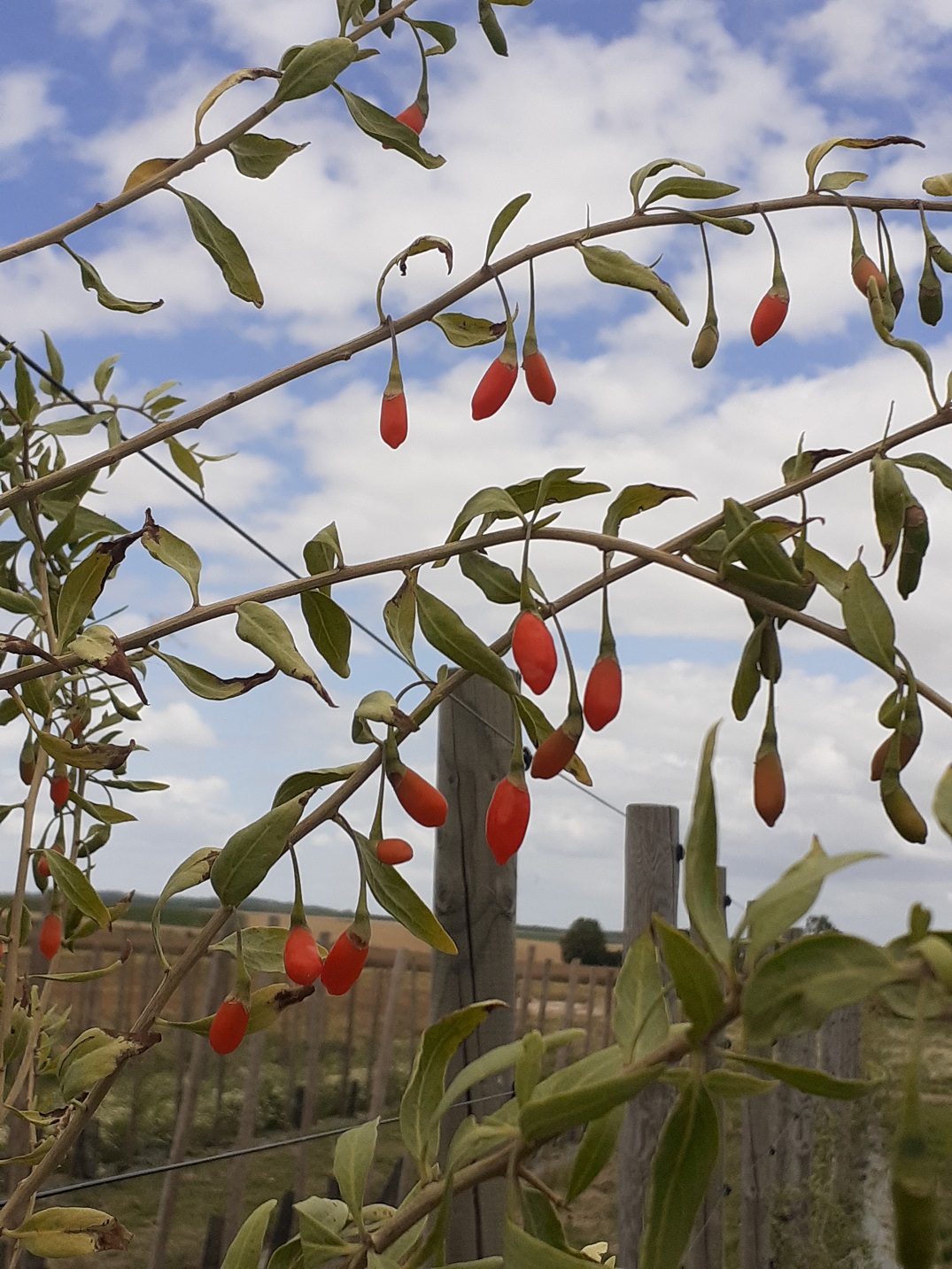 Goji de Picardie