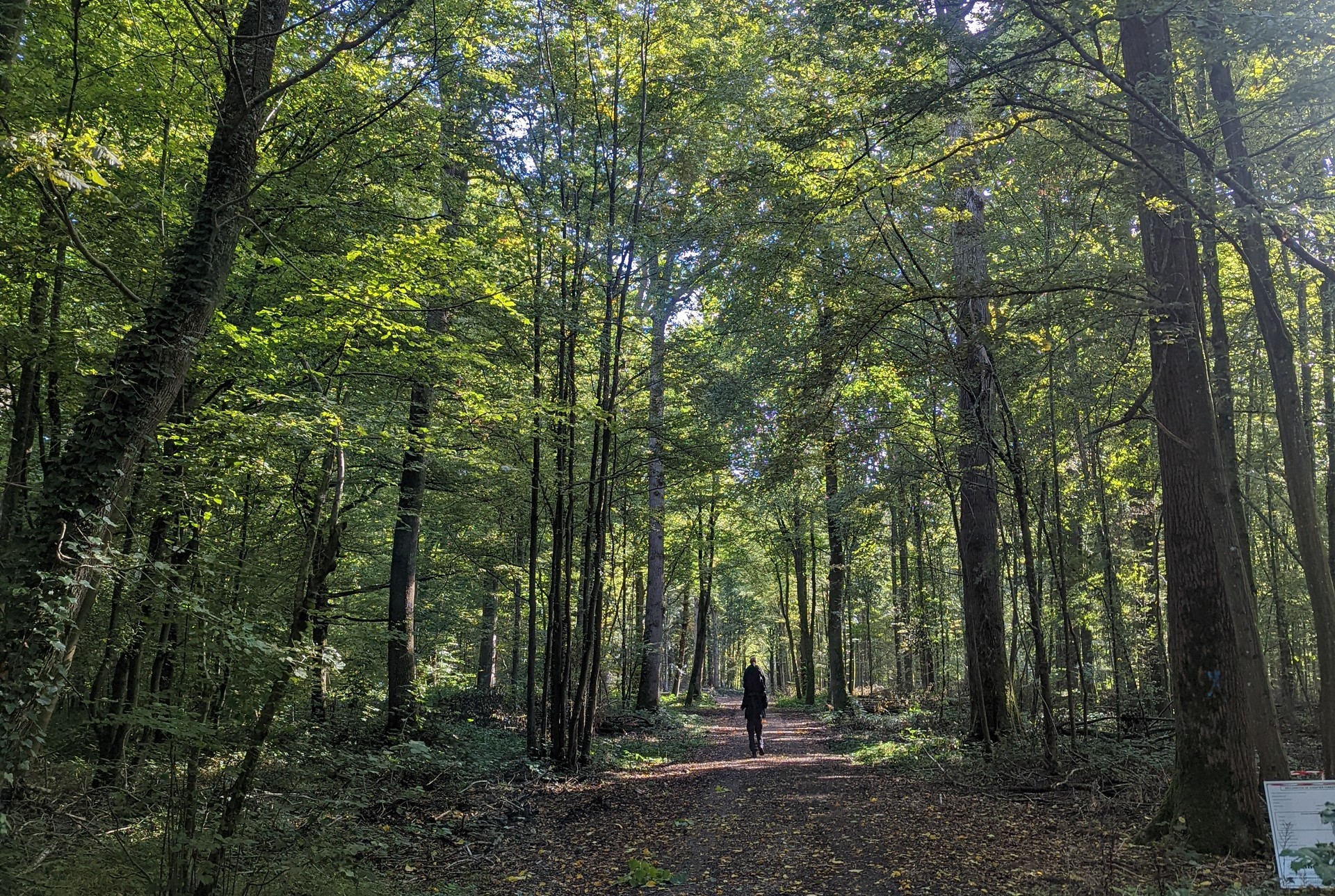 Forêt d'Amiens-Frémontiers