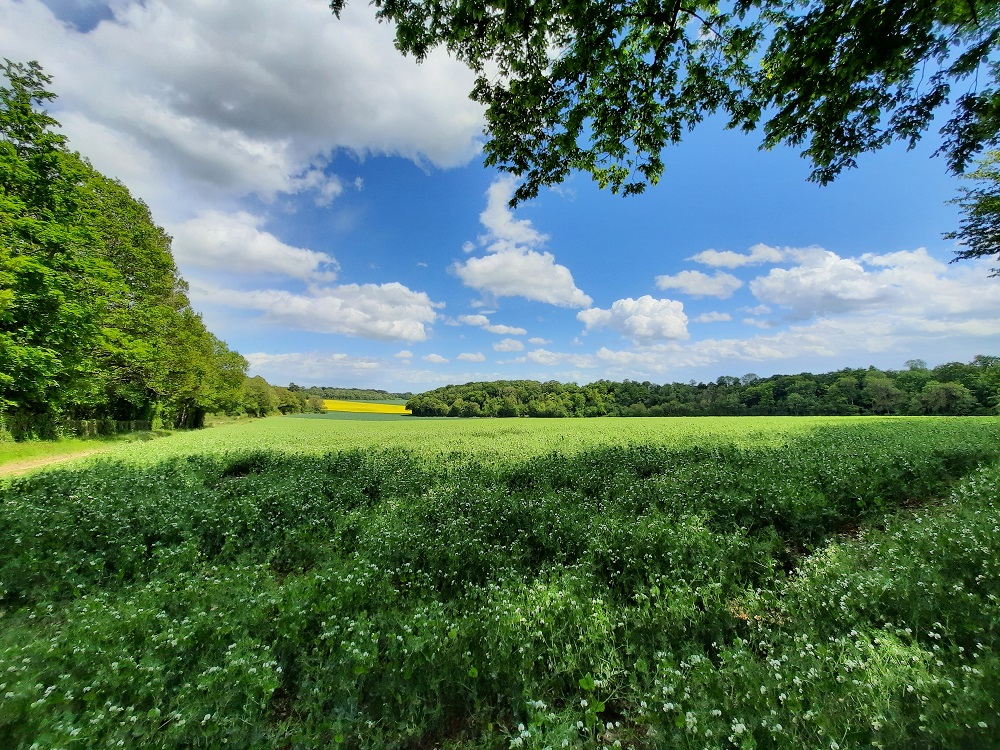 Des jardinets au bois Louvet