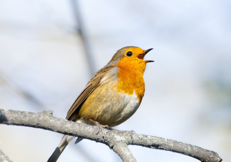 Évènement Nature & Vous - A l'écoute des oiseaux