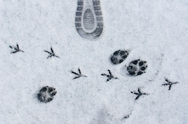 Événement Nature & Vous - Sur la piste des animaux