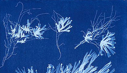 Atelier cyanotype < Vauclair < Aisne < Picardie