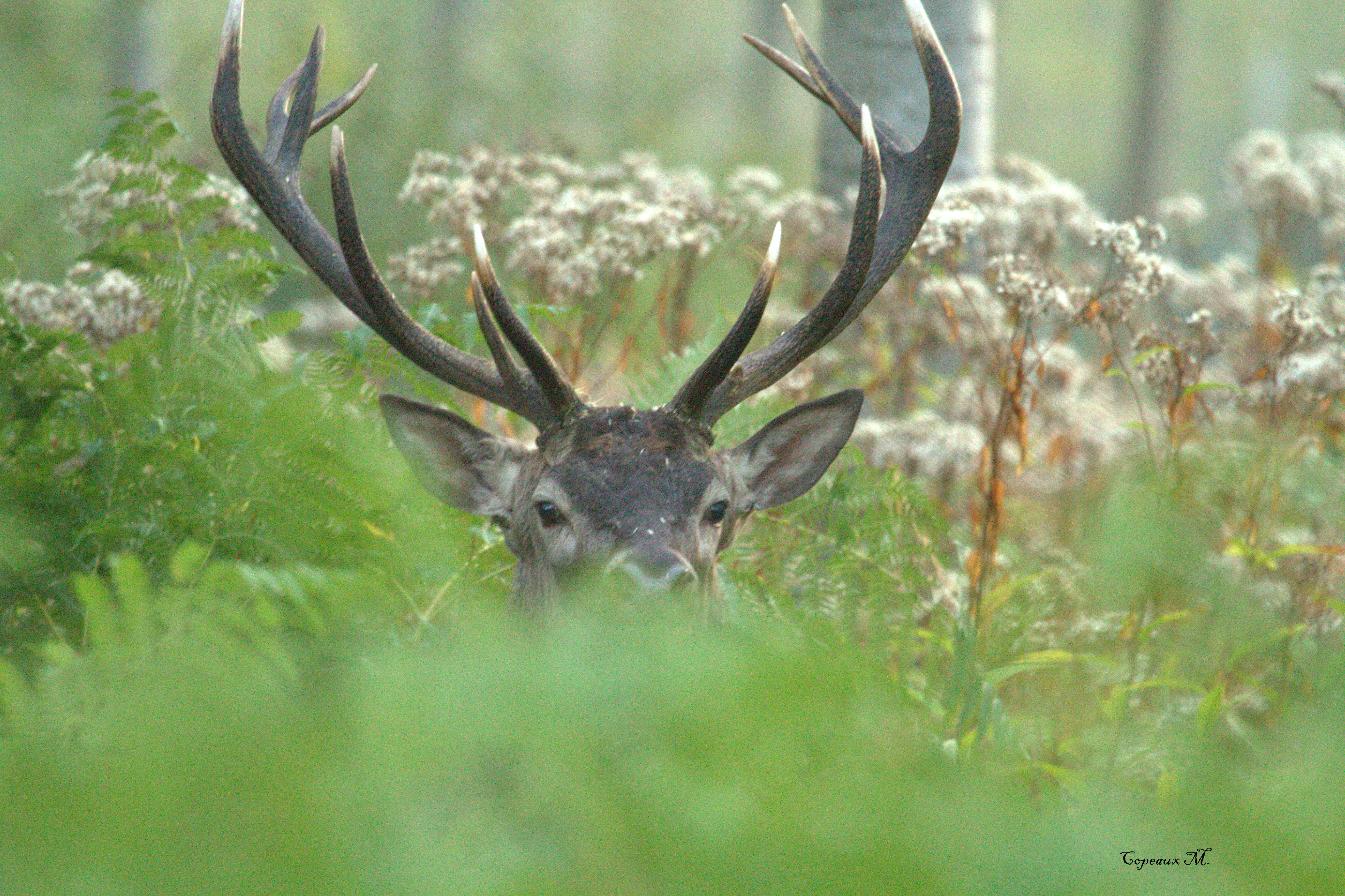 Brame du cerf © Copeaux