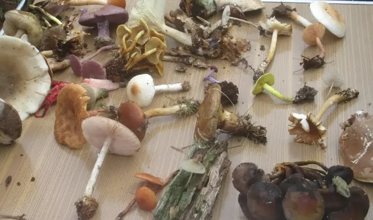 Les secrets de champignons à Versigny ! — visuel événement