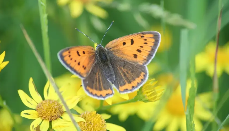 Sortie nature à Condren: L'étincelle des marais — visuel événement