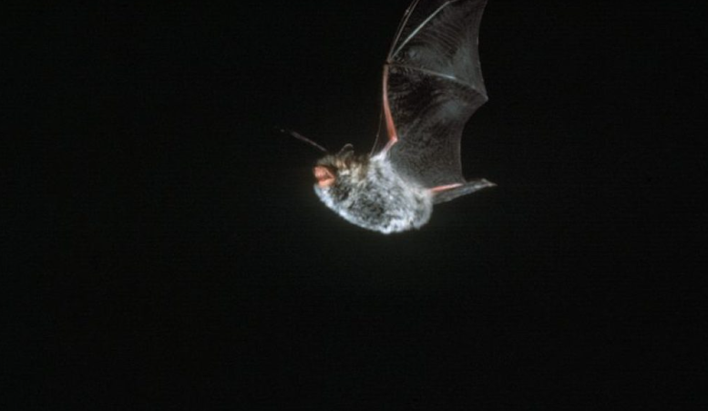 Sortie nature: le ballet volant des chauves-souris — visuel événement