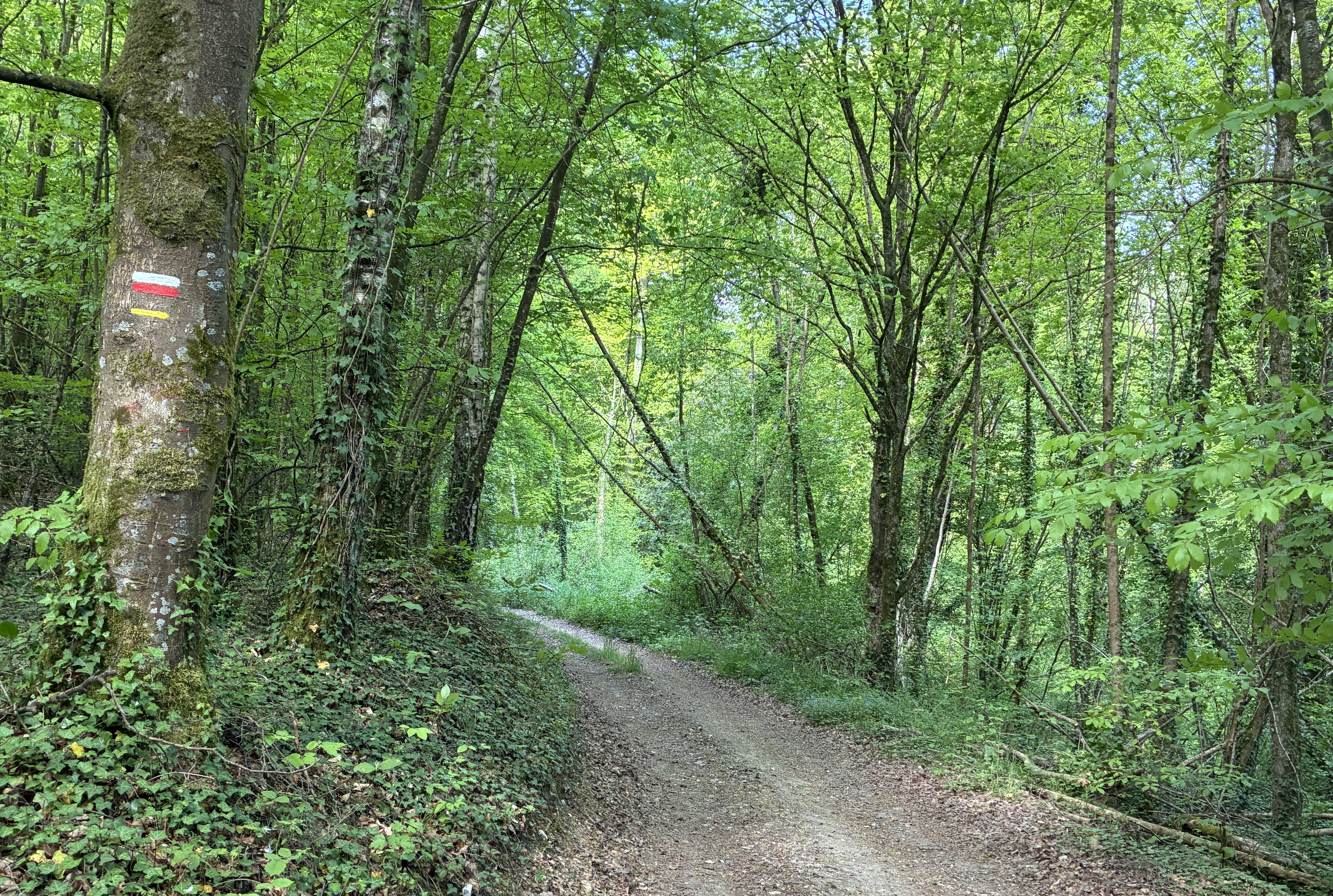 Les folles aventures de Louison Pignon - L'as qui tombe à pic