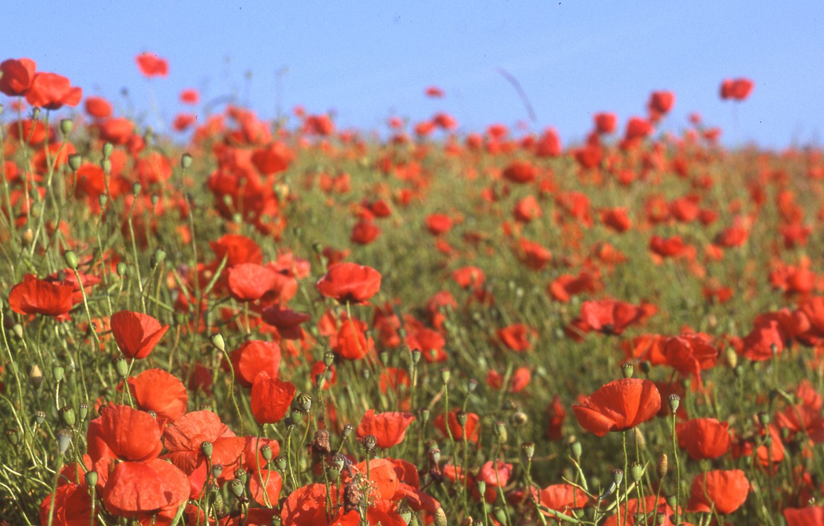 Champ de Coquelicots