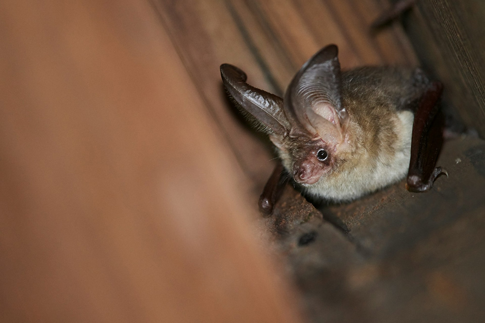 Sortie nature chauve-souris < Aizelles < Aisne < Picardie
