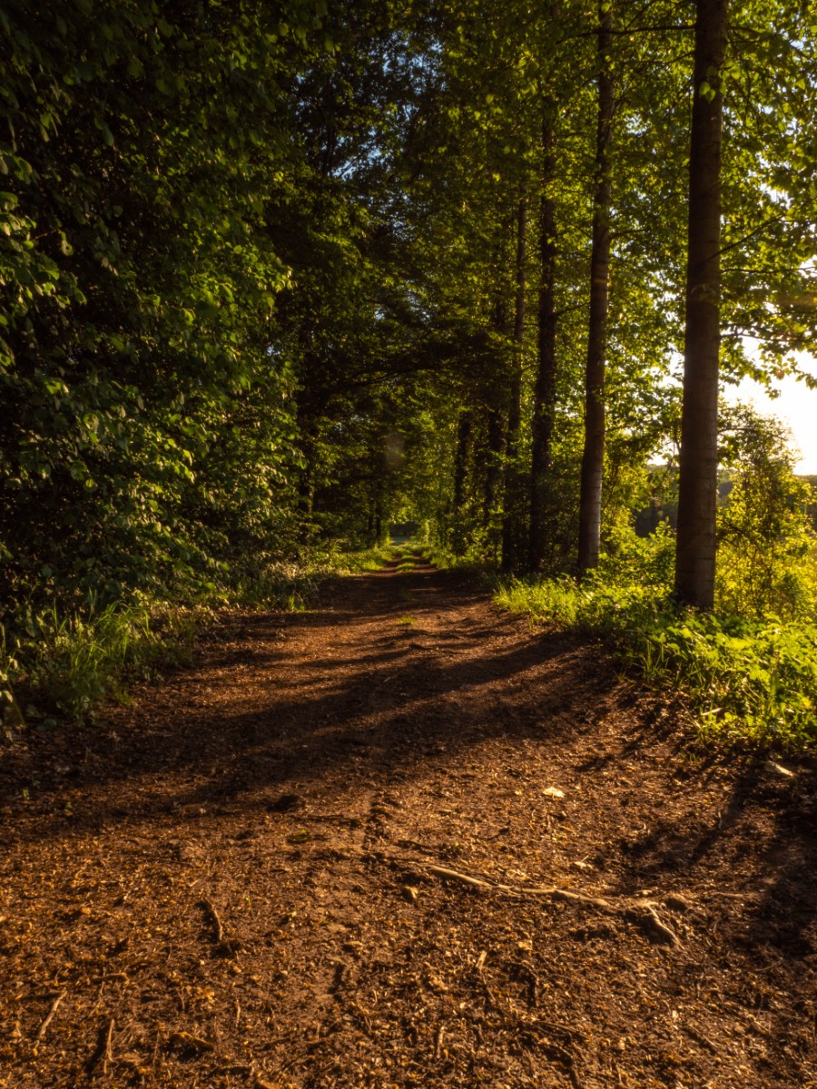 Chemin de la rosière