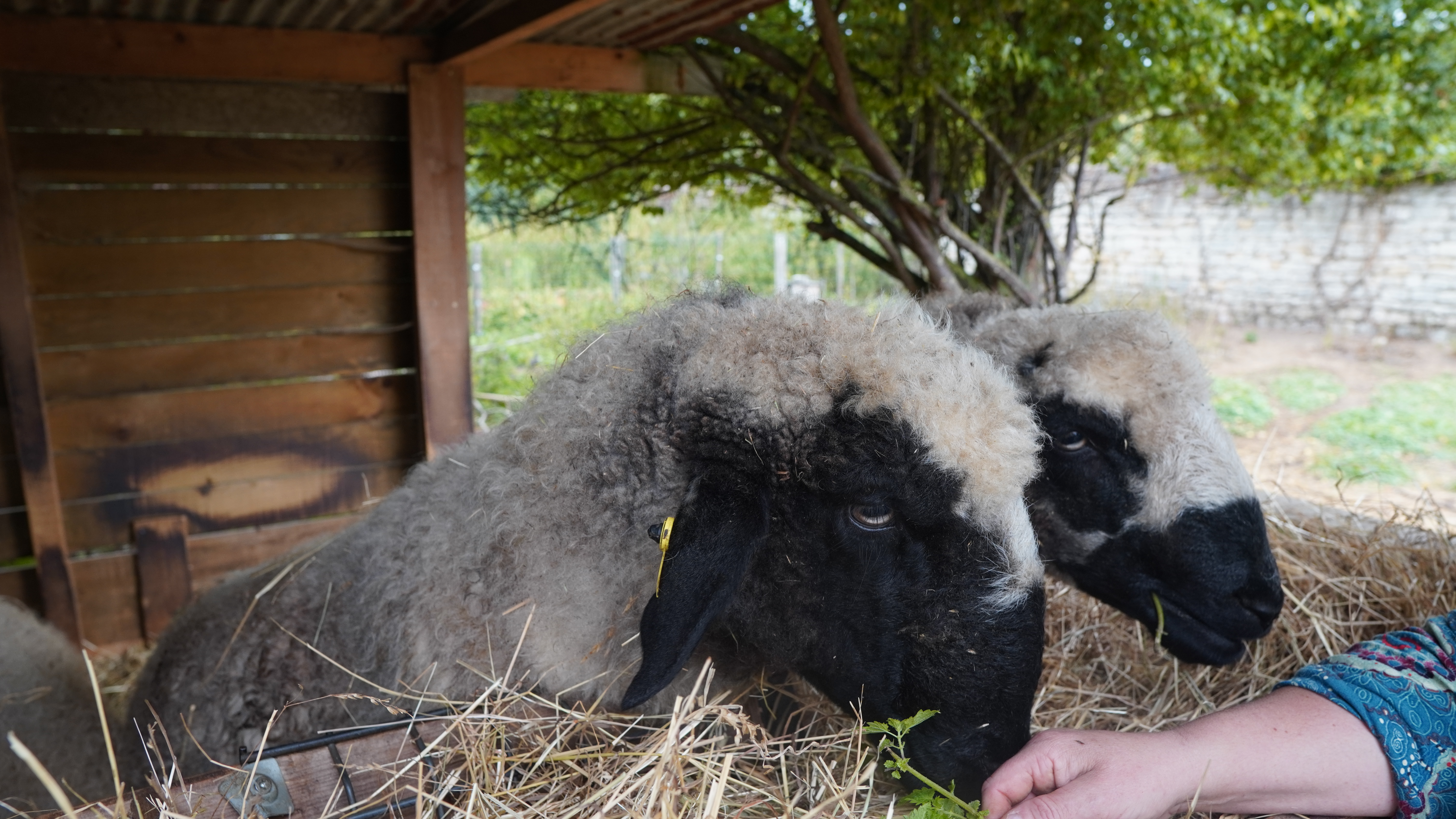 Ferme l'arbre à poule