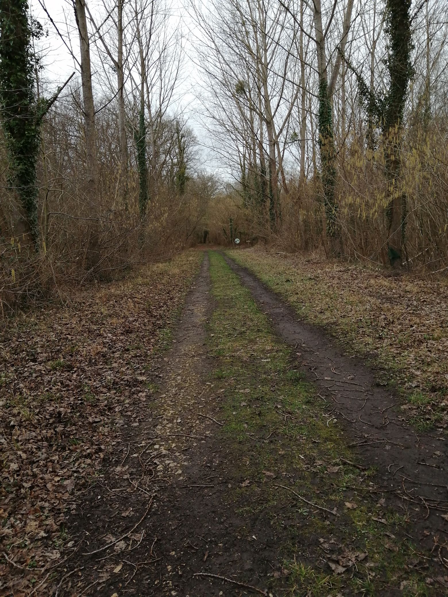 Le parcours forestier des marais de Sacy