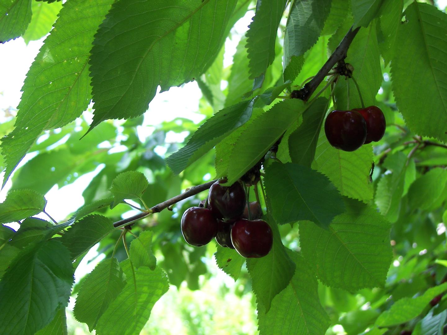 ORROUY La Ceriseraie