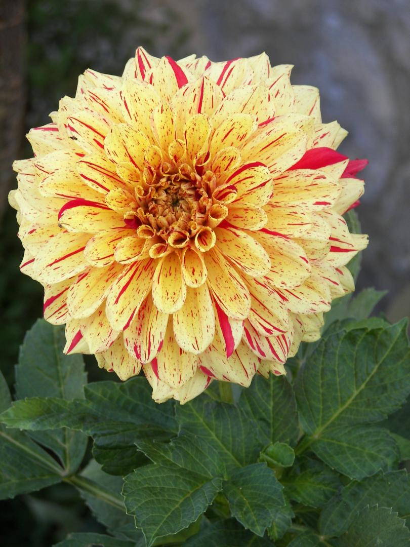 ORROUY La Ceriseraie