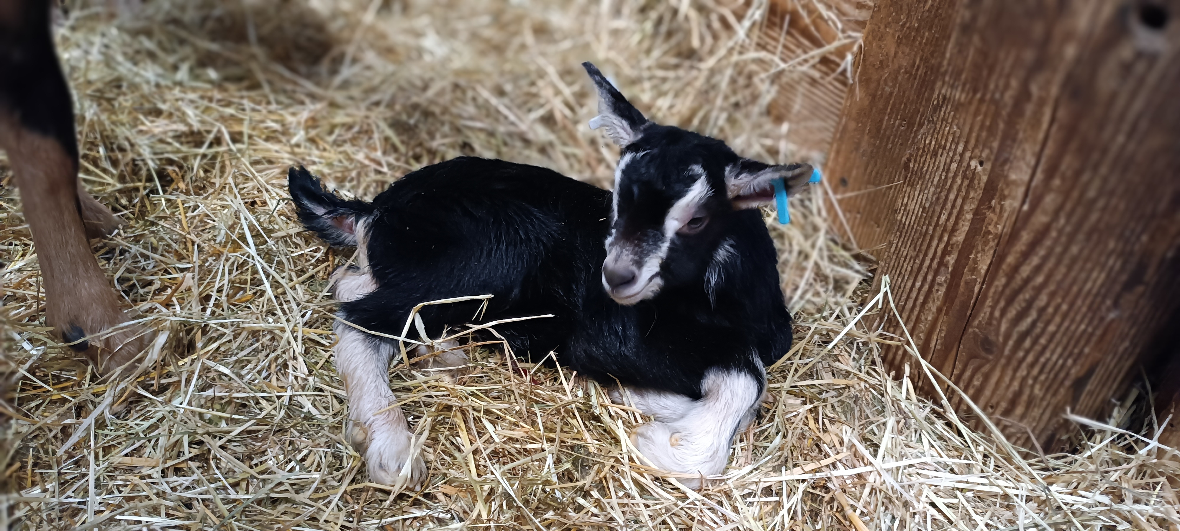 Chèvrerie La Barb'iquette