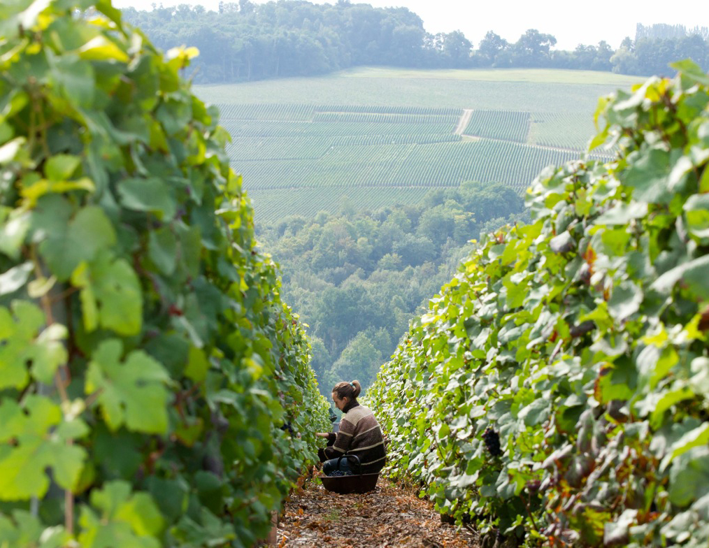 Champagne Daniel Gerbaux (Chézy-sur-Marne) | Les Portes de la