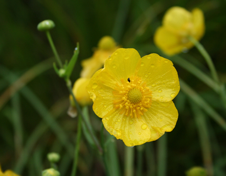 La nature en chantier < Saint-Quentin < Aisne < Picardie
