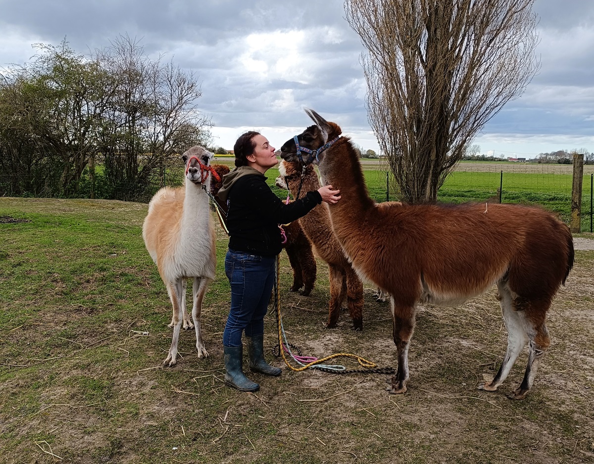 Rencontre et activités avec les lamas et alpagas