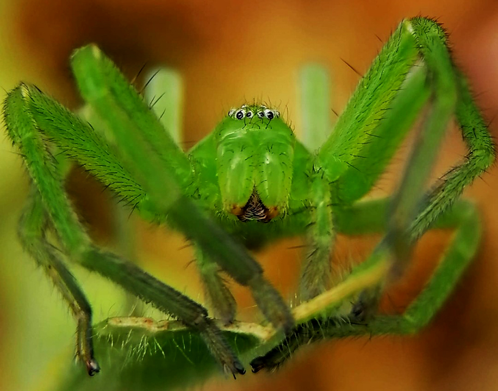 Sortie nature 2024 araignées < Oeuilly < Aisne < Hauts-de-France