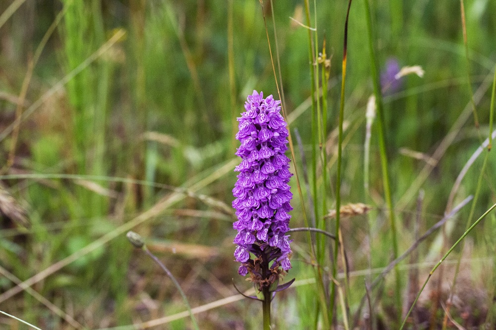 Sortie nature 2024 orchidée < Mons-en-Laonnois < Aisne < Hauts-de-France