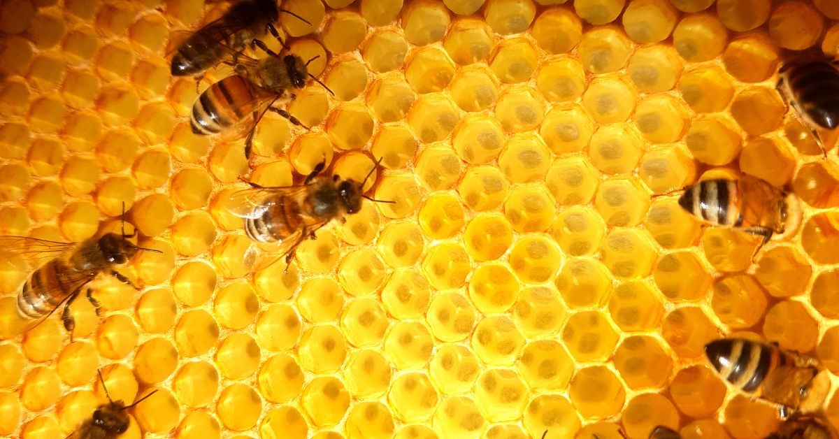 Miellerie du Zyckelin