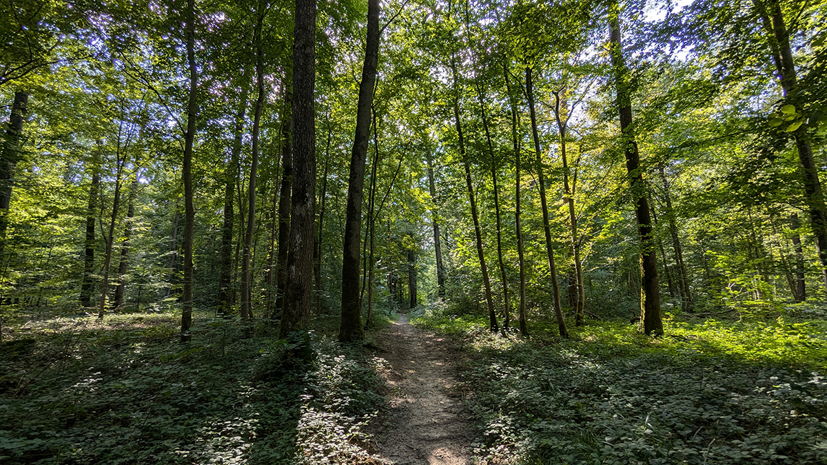Conférence historique à Laon : "L’évolution des milieux forestiers du sud de la Picardie (XIIIe-XIXe siècle). Approches en écologie historique."
