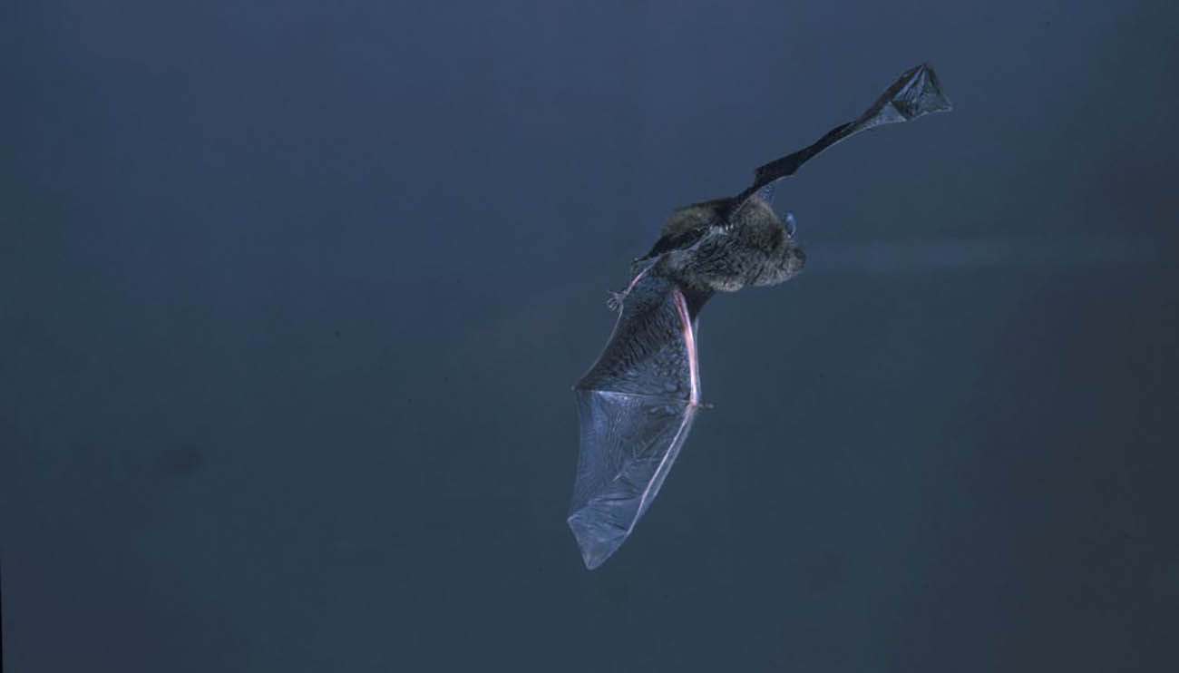 SN chauve-souris pipistrelle_Merlieux et Vauclair 18_07 et 29_08_F_SCHWAAB SIM