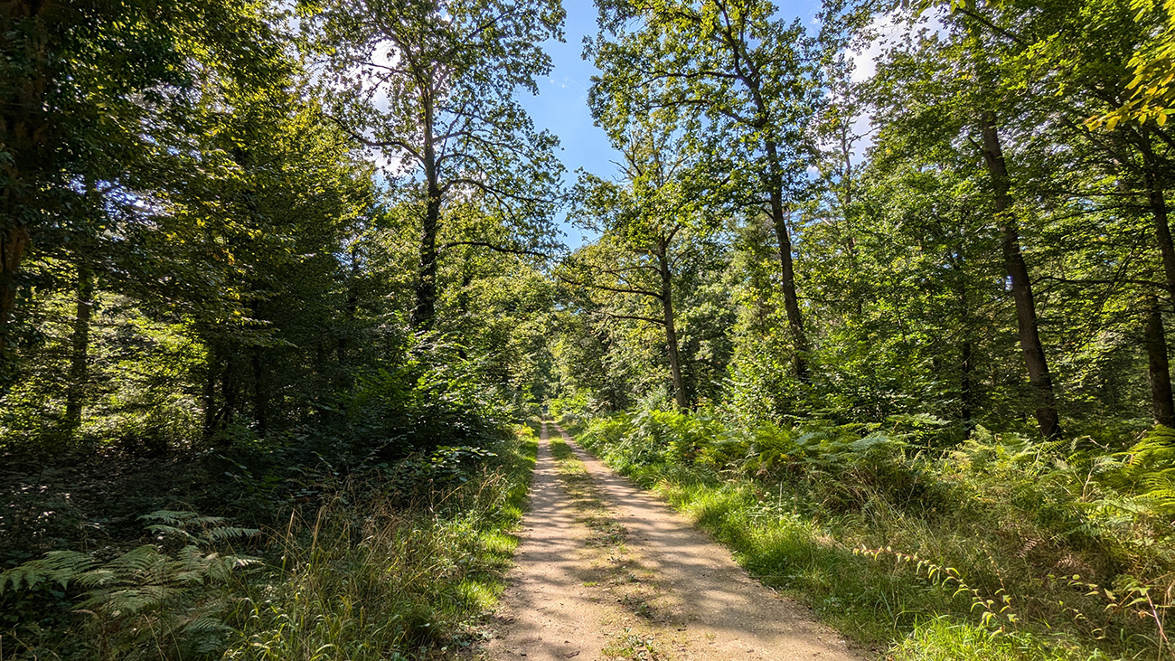 Sortie nature à Vauclair : "La forêt de Vauclair"