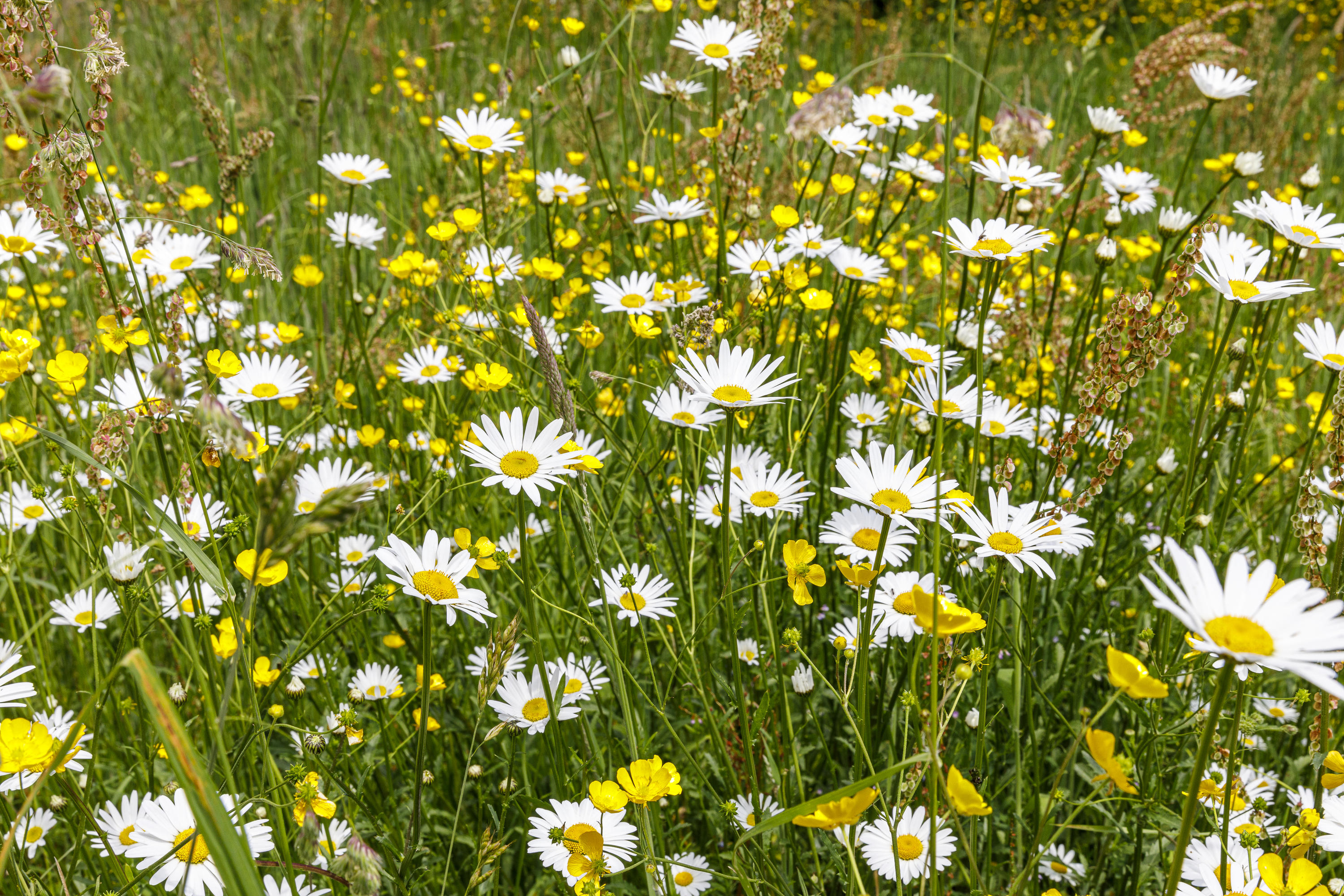 Conservatoire botanique national de Bailleul
