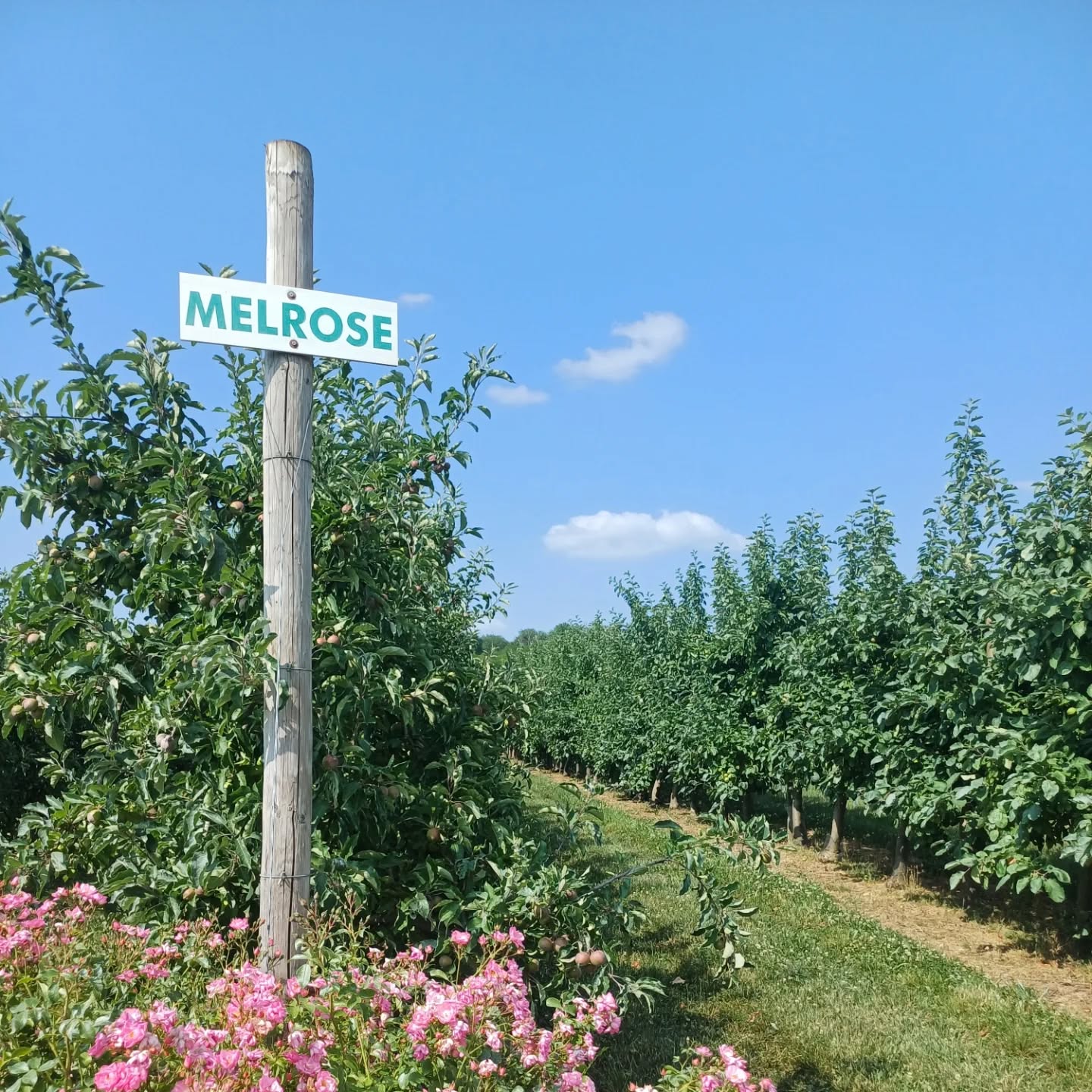 cueillette du montplaisir à Bazoches-sur-Vesles