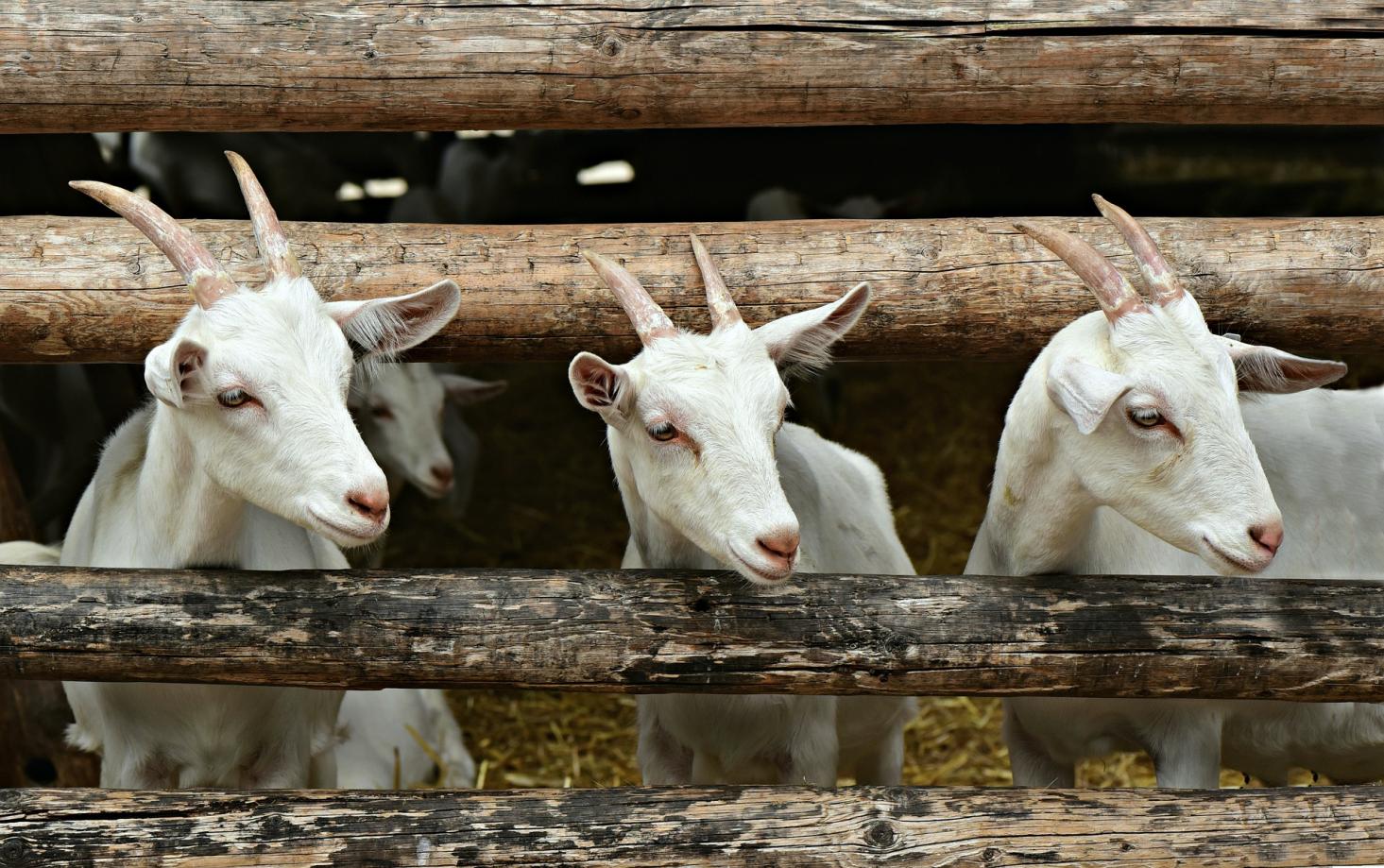 Ferme de Besmé