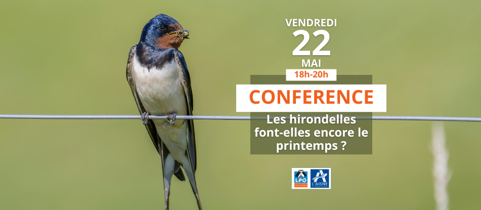Conférence sur les hirondelles à Geodomia !
