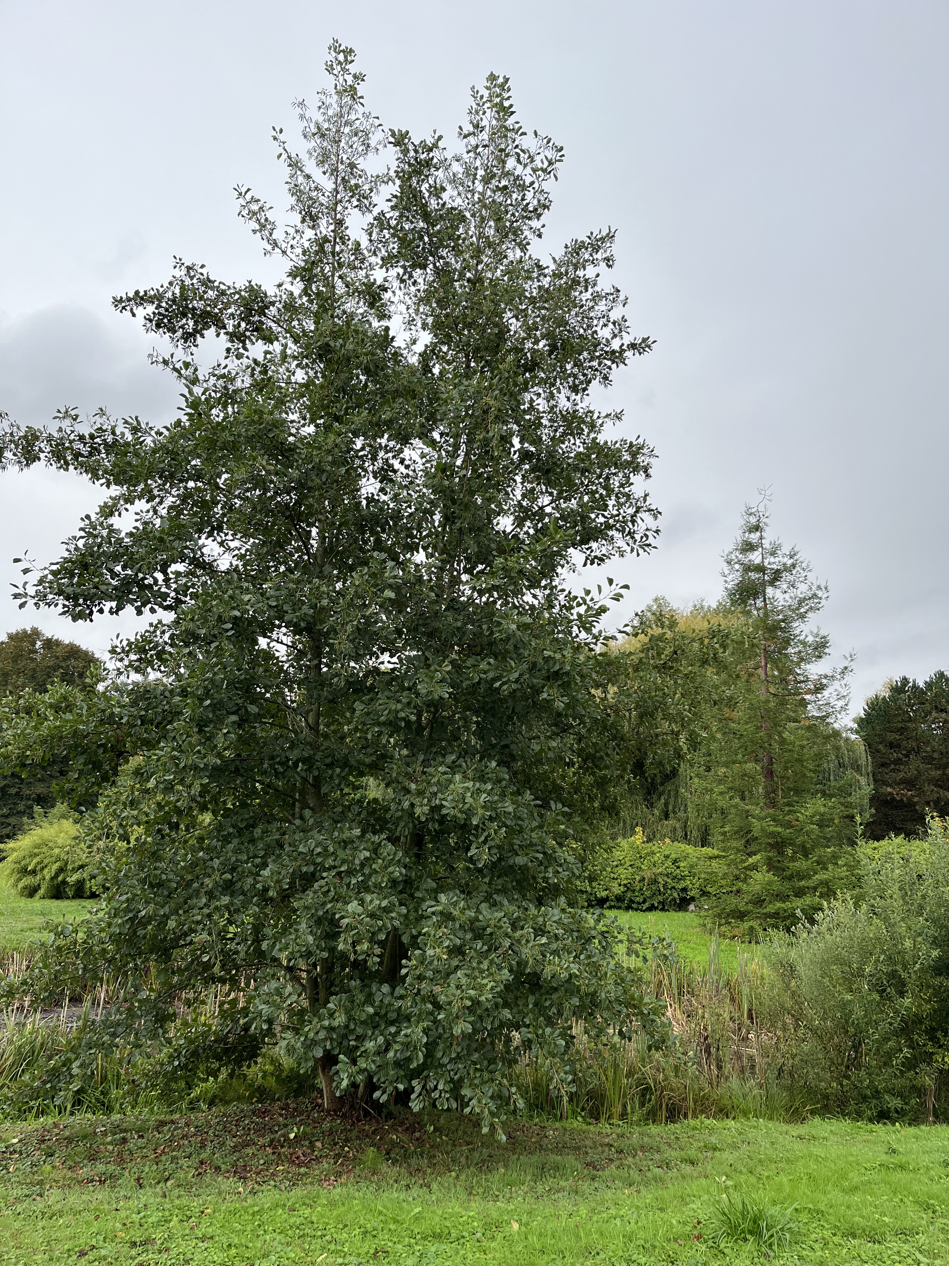 les_arbres_de_billy©grandsoissons