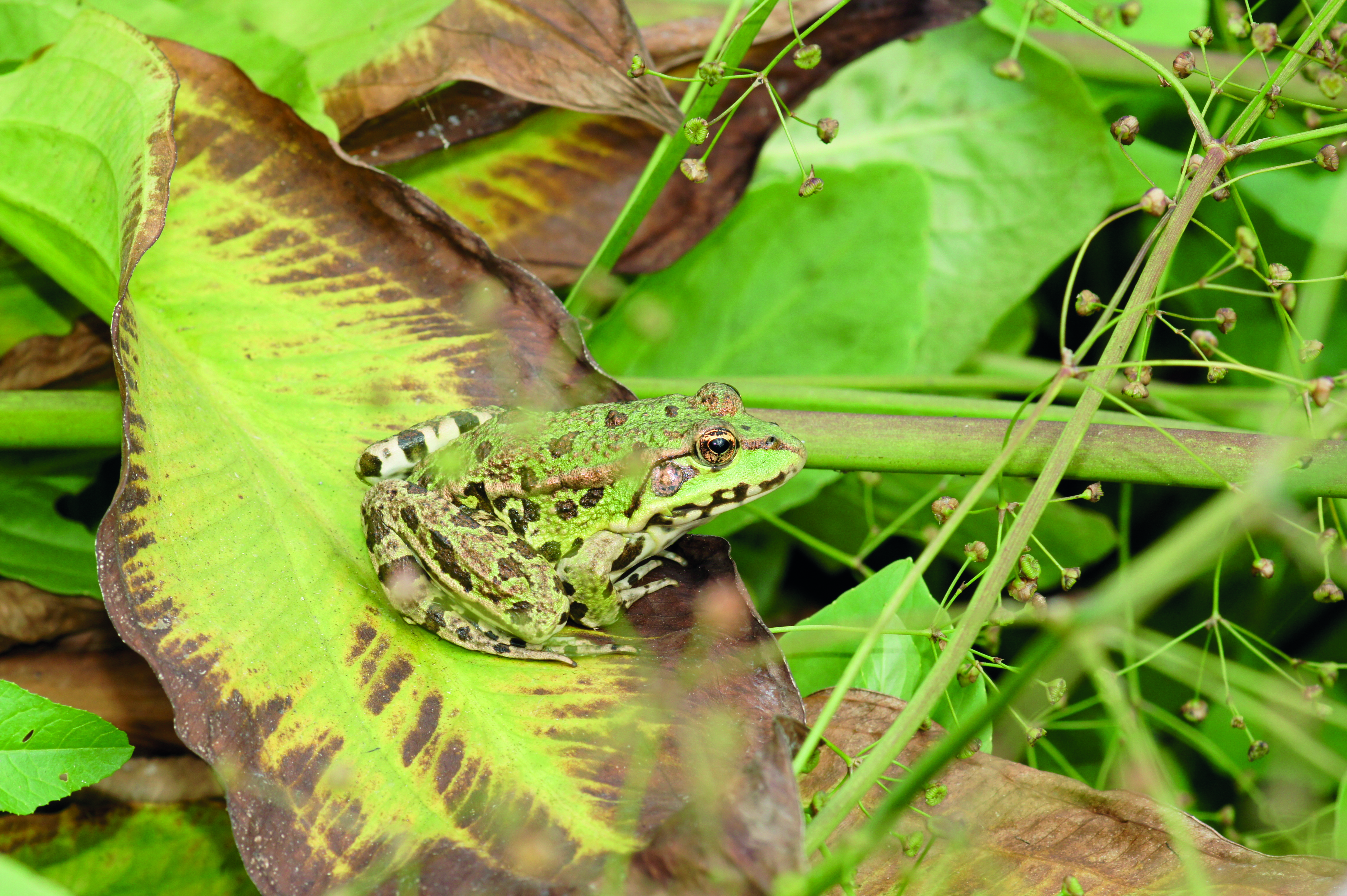 Les Rendez-vous Nature - Gribouille la grenouille — visuel événement