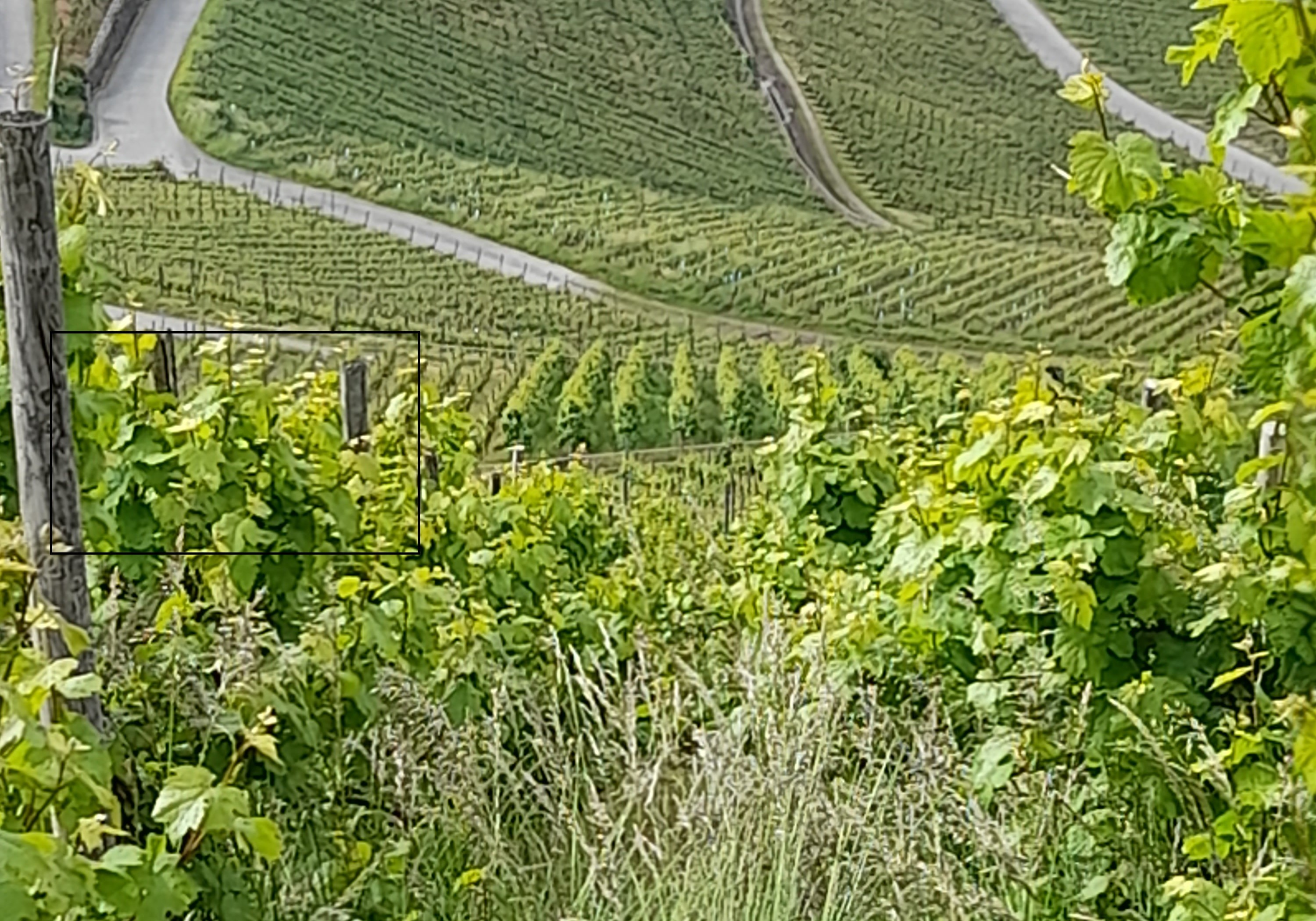 Art Floral et Créativité : ode à la vigne